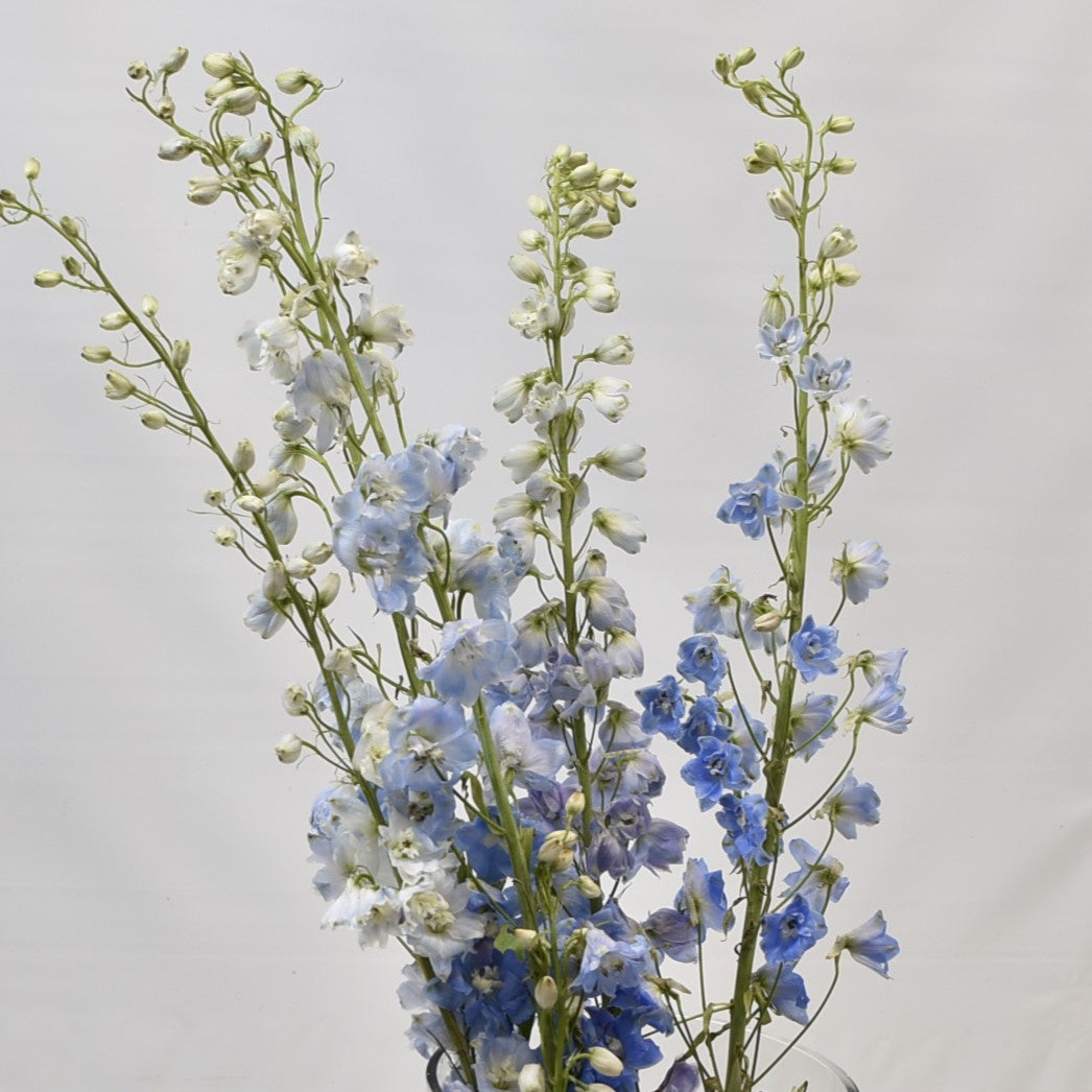 Delphinium Summer Skies 