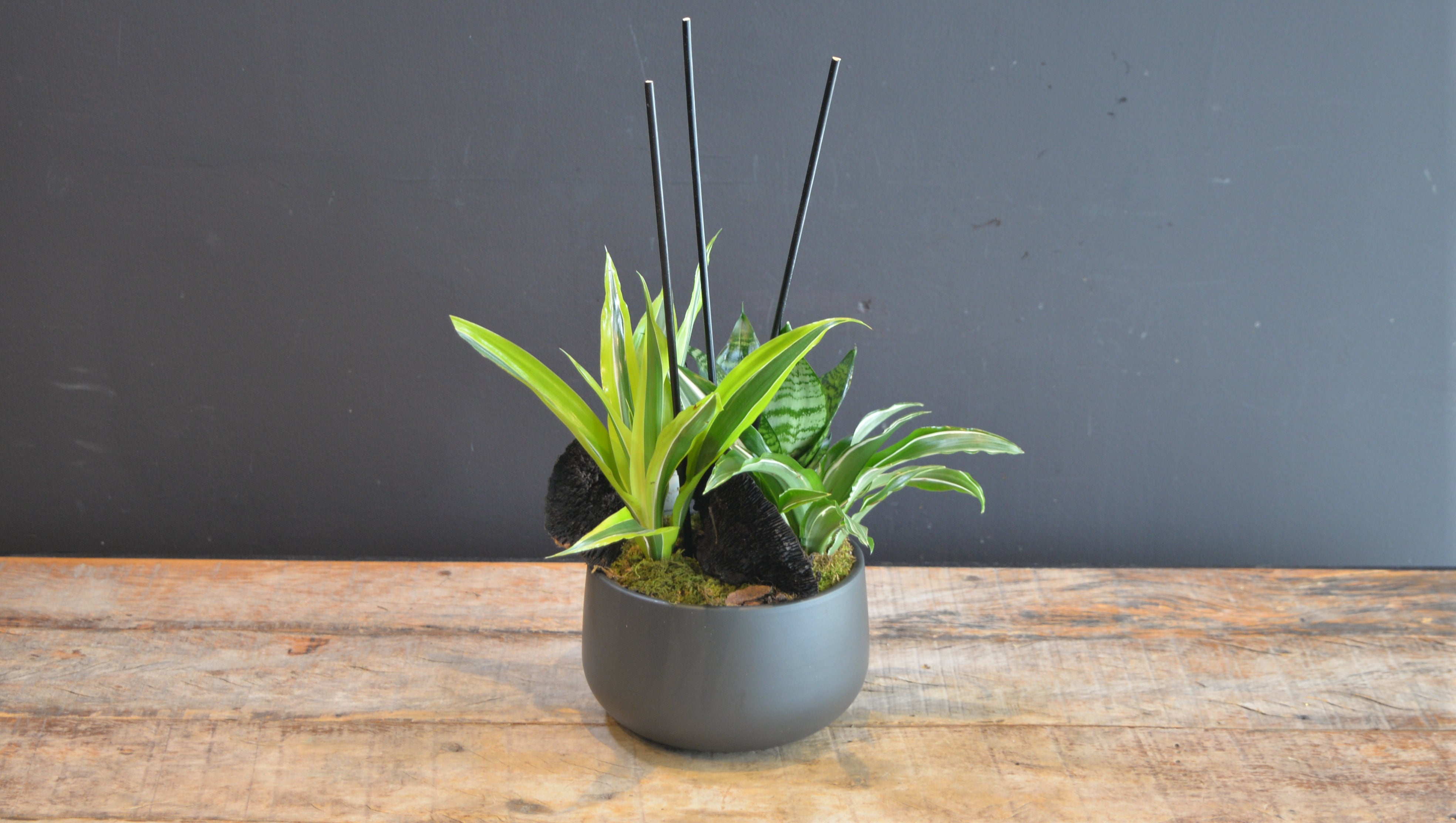 Obsidian Tropics 