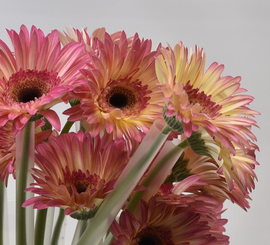 GERBERA HIPPIE CHIC 