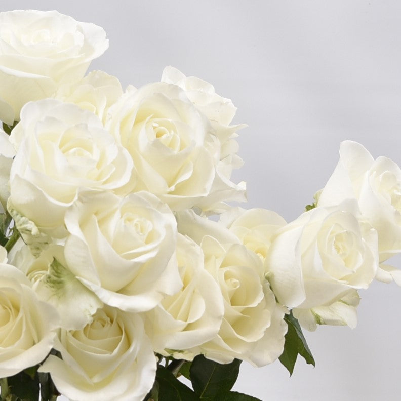 ROSE TIBET 