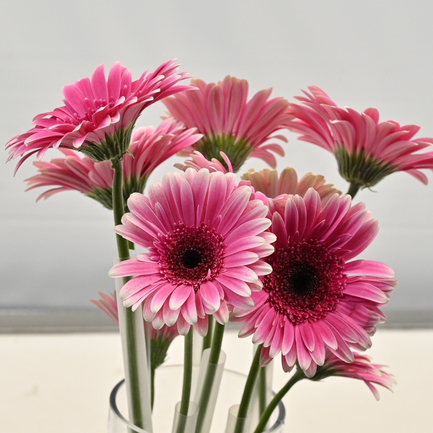 Gerbera Spin- Off 