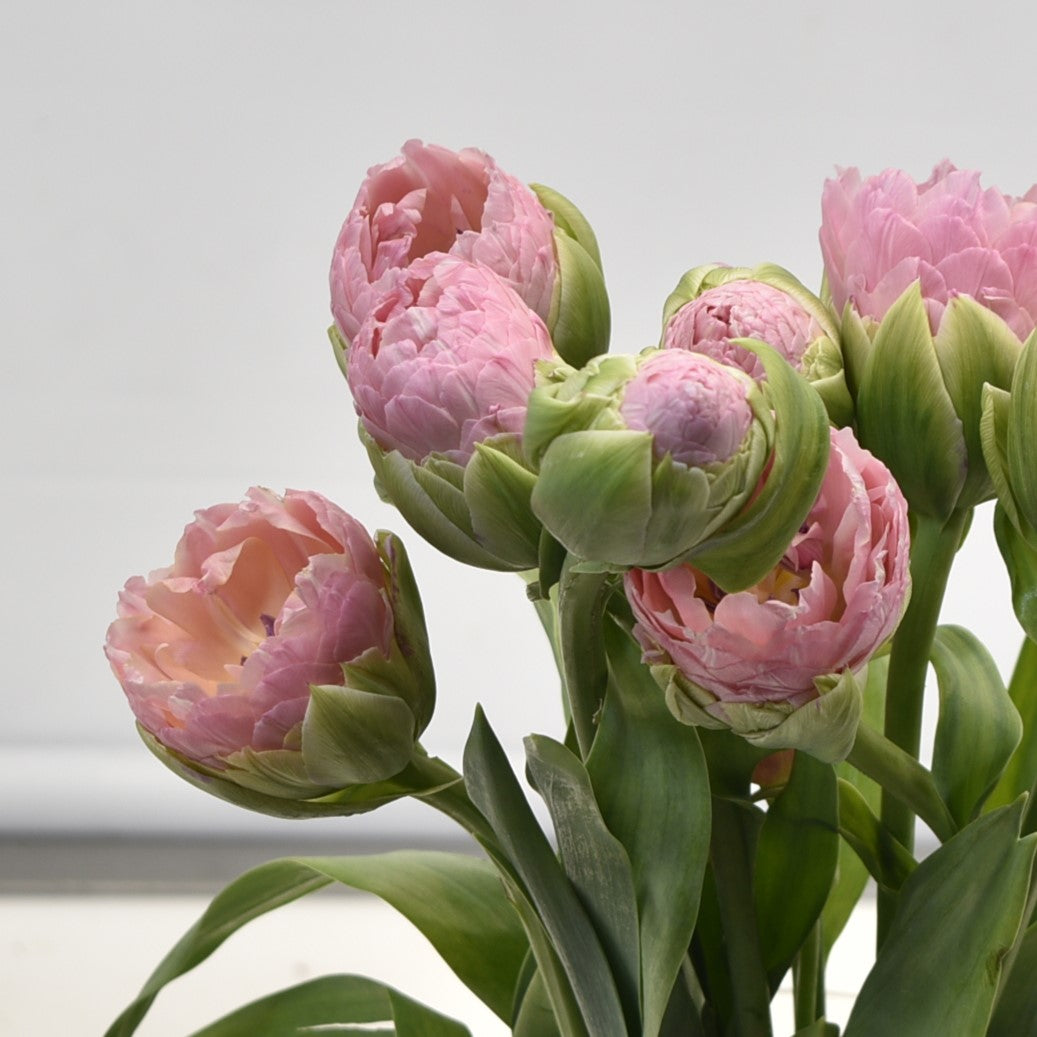 Tulip Dbl Strawberry Cream 
