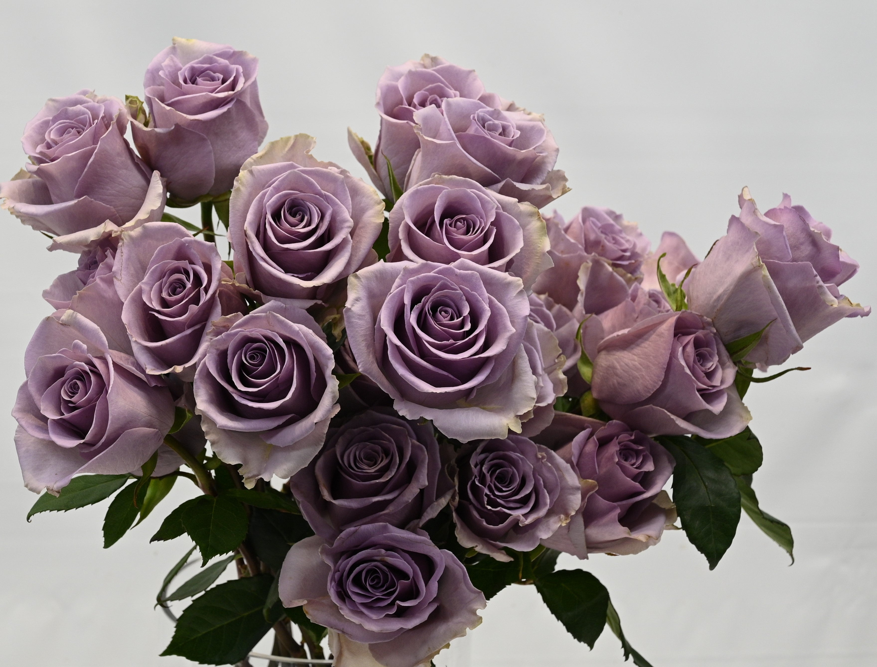 Rose Shocking Blue 