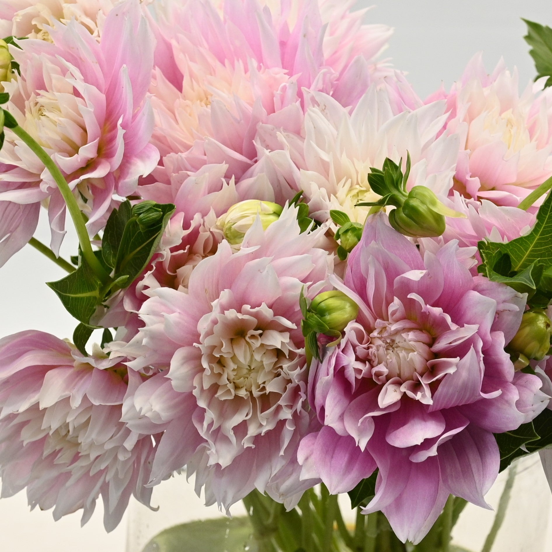 DAHLIA NOVELTY 