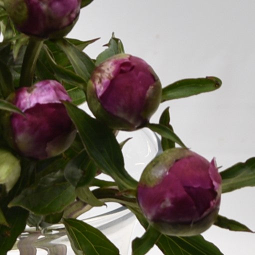 Peony Celebrity 