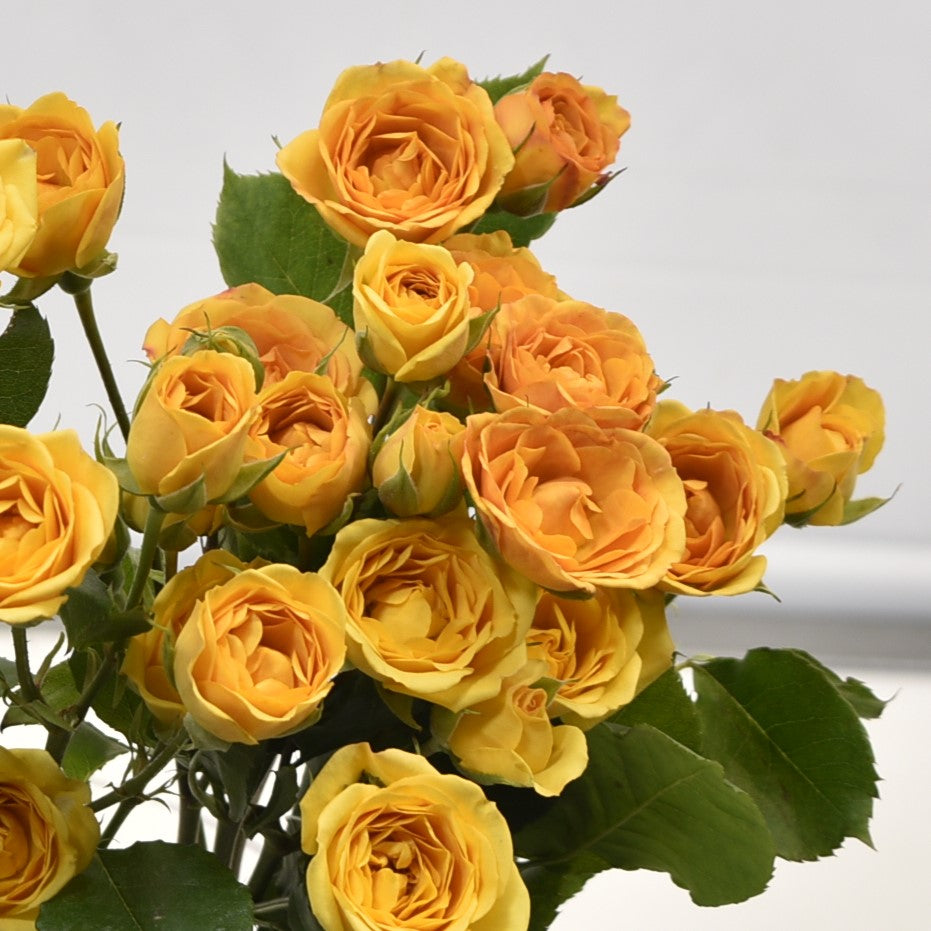 ROSE SPRAY YELLOW BABE 