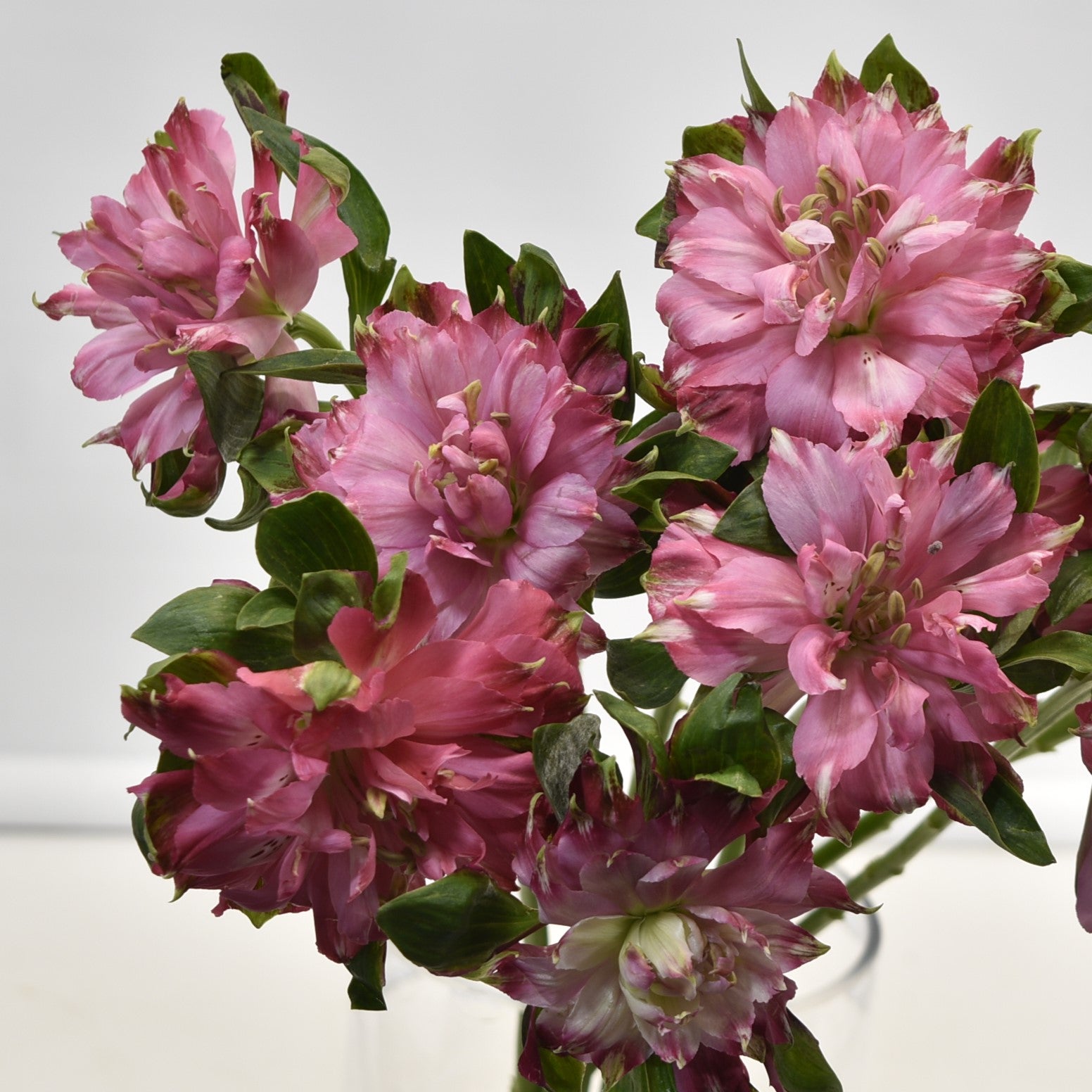 ALSTROEMERIA FASHIONISTA SOFIENA 