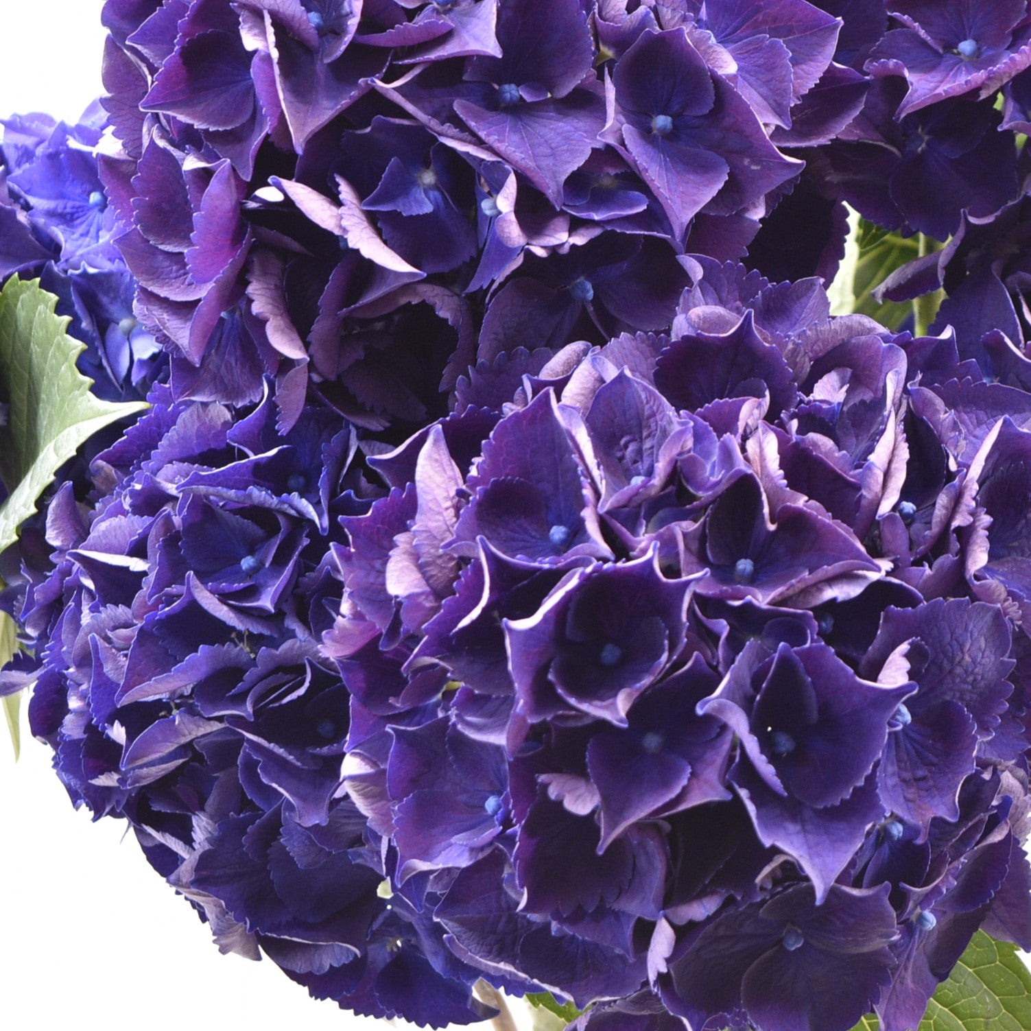 Hydrangea Purple King 
