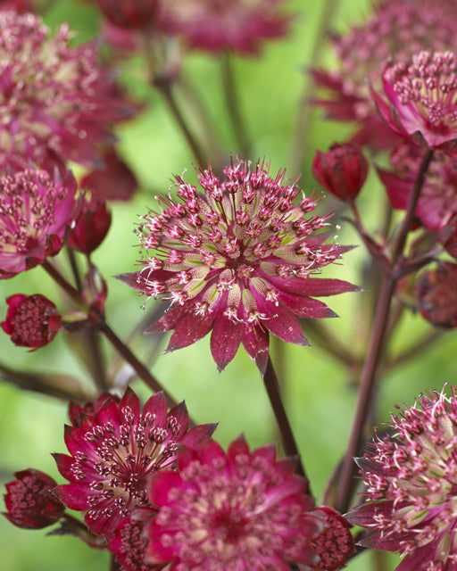 ASTRANTIA STAR OF LOVE 