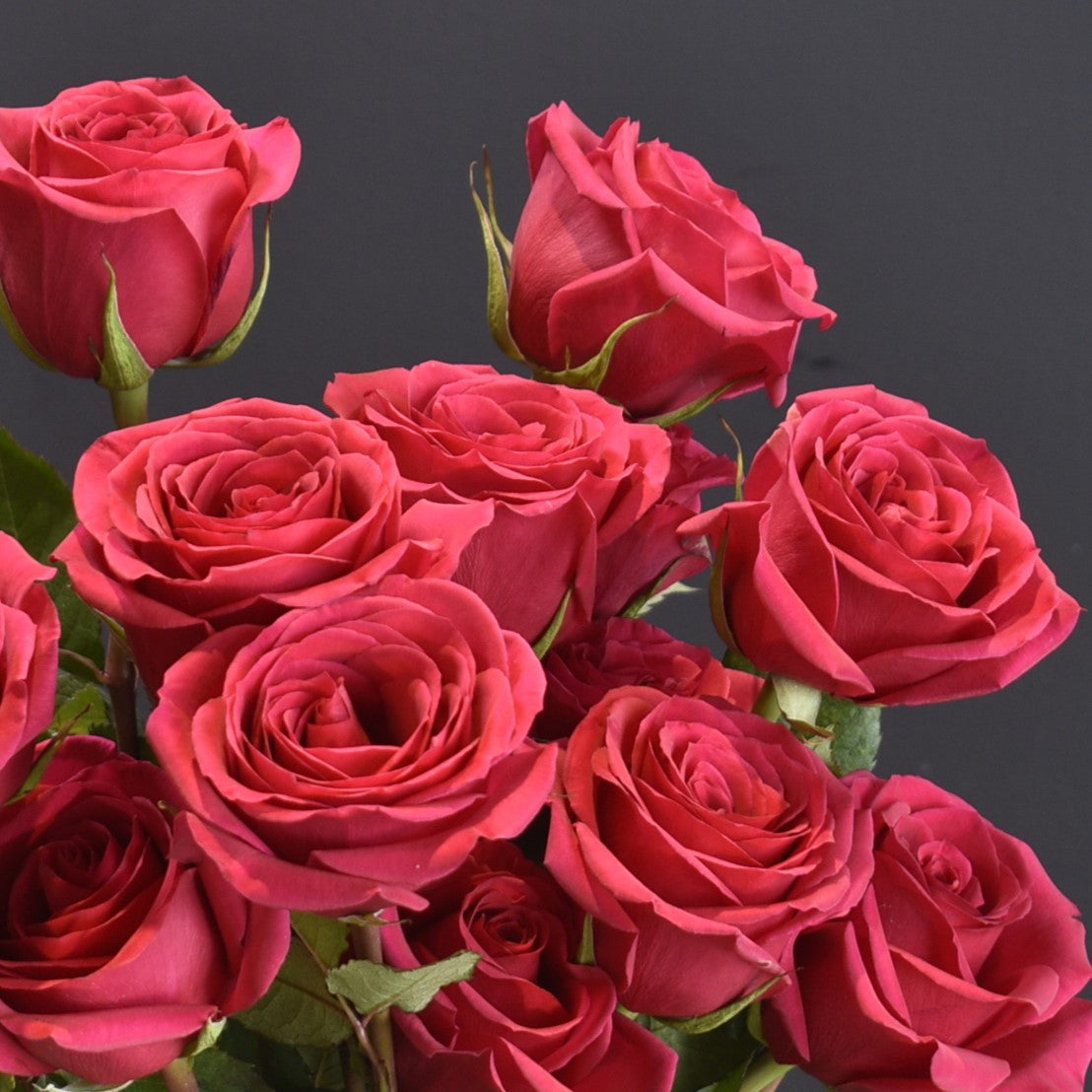 ROSE GOTCHA 