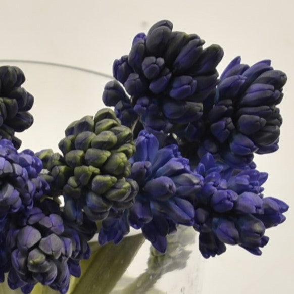 Hyacinth La Minos 