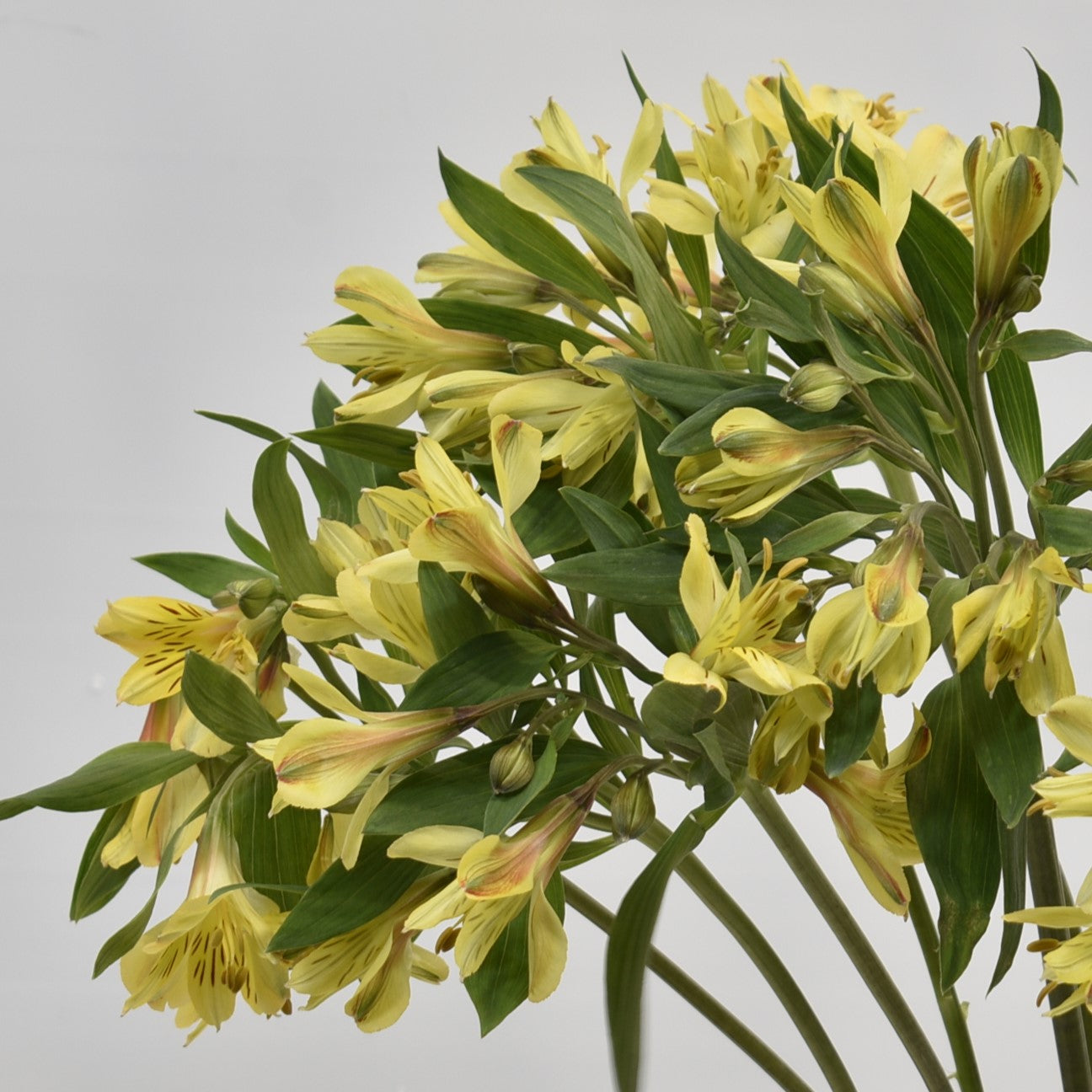 ALSTROEMERIA CARIBBEAN 