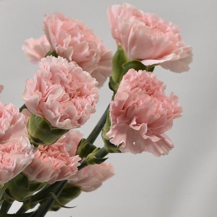 CARNATION PINK 