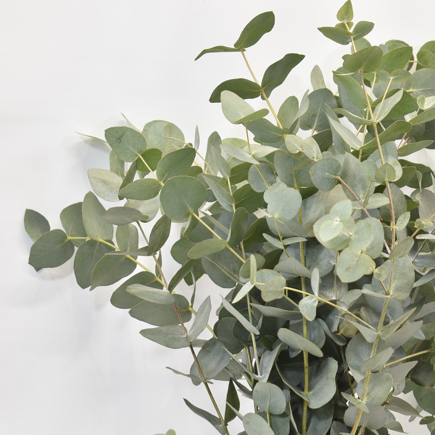 Eucalyptus Cinerea 500g 