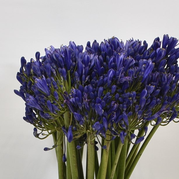 Agapanthus Atlantic Ocean 