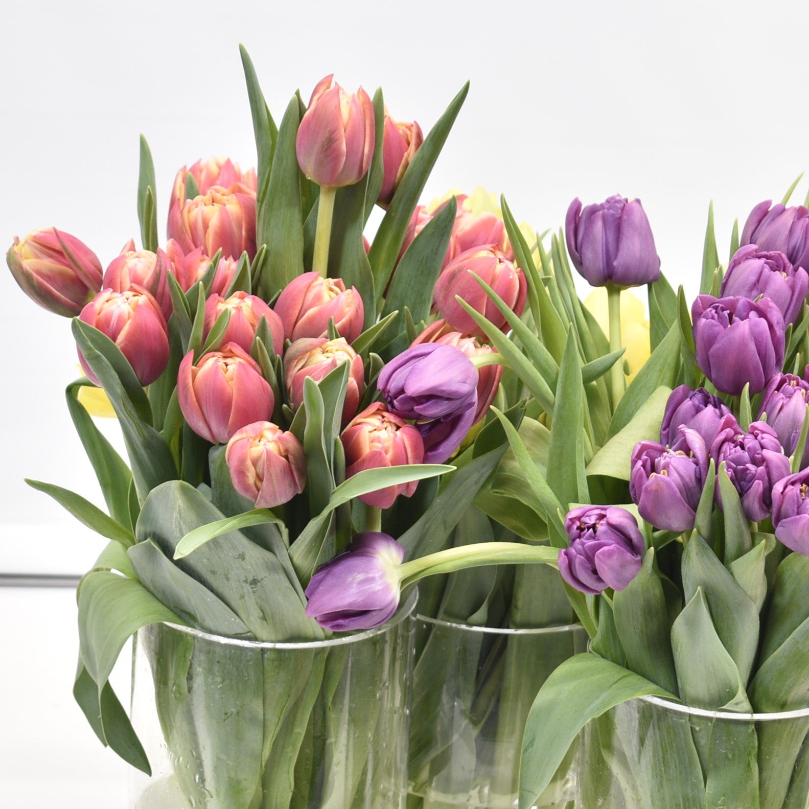 TULIP DBL ASSORTED 