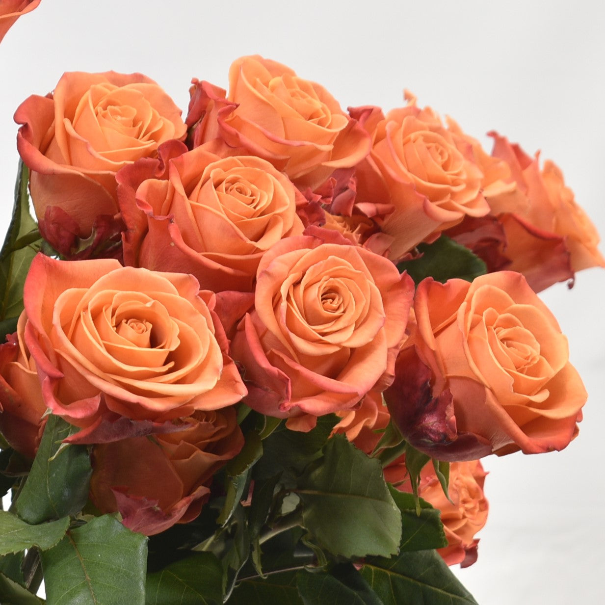 ROSE ORANGE CRUSH 