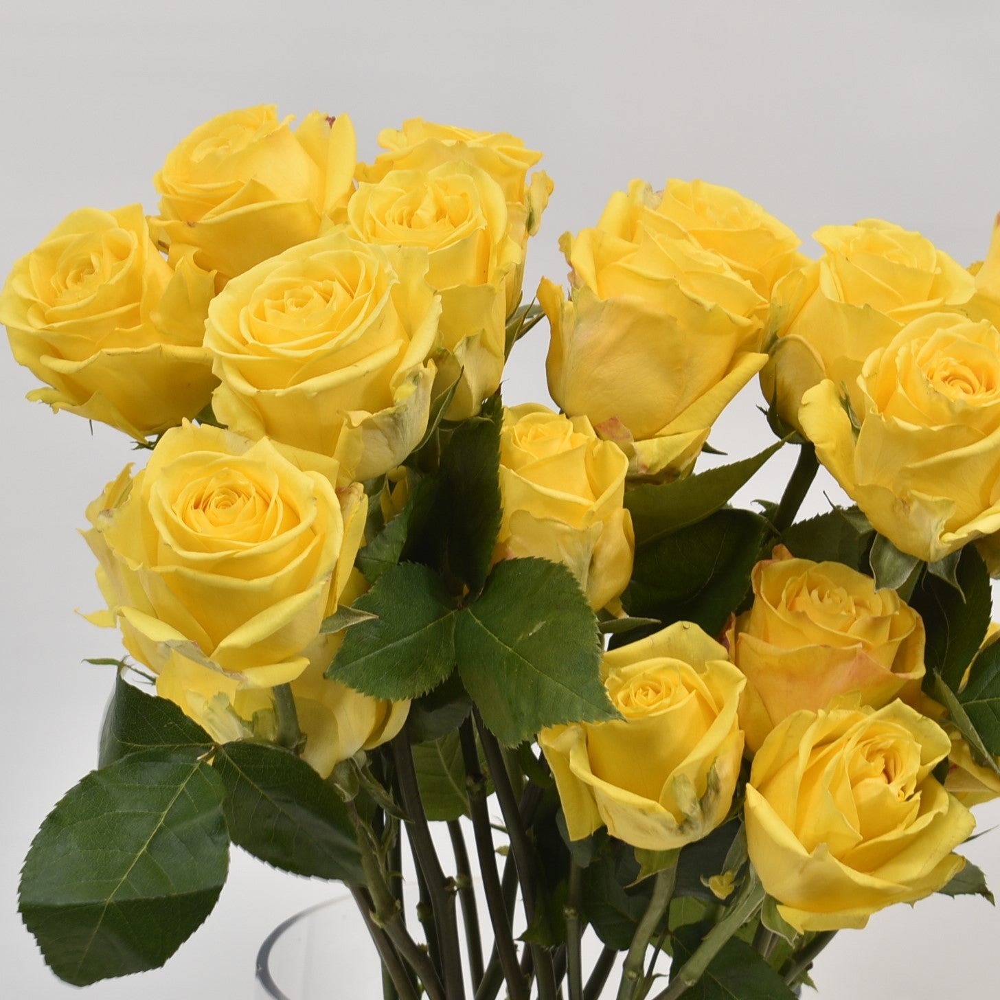 Rose Super Sun 