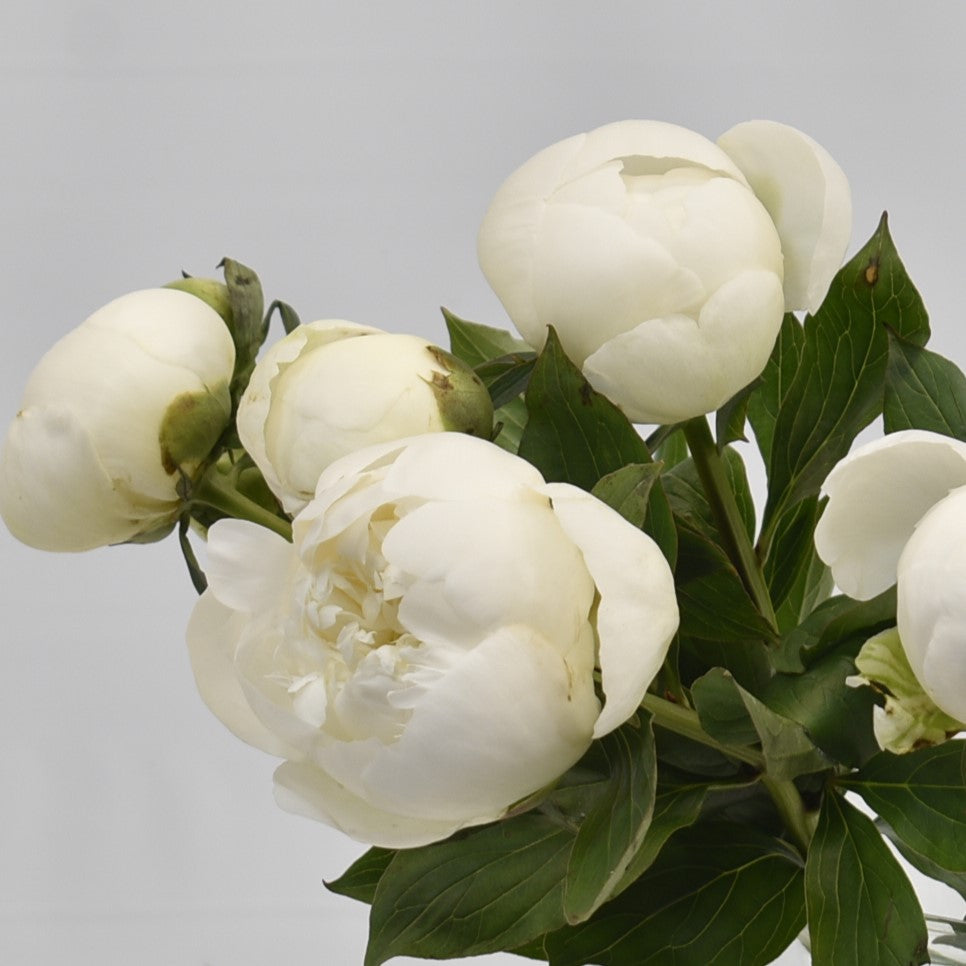 PEONY WHITE 