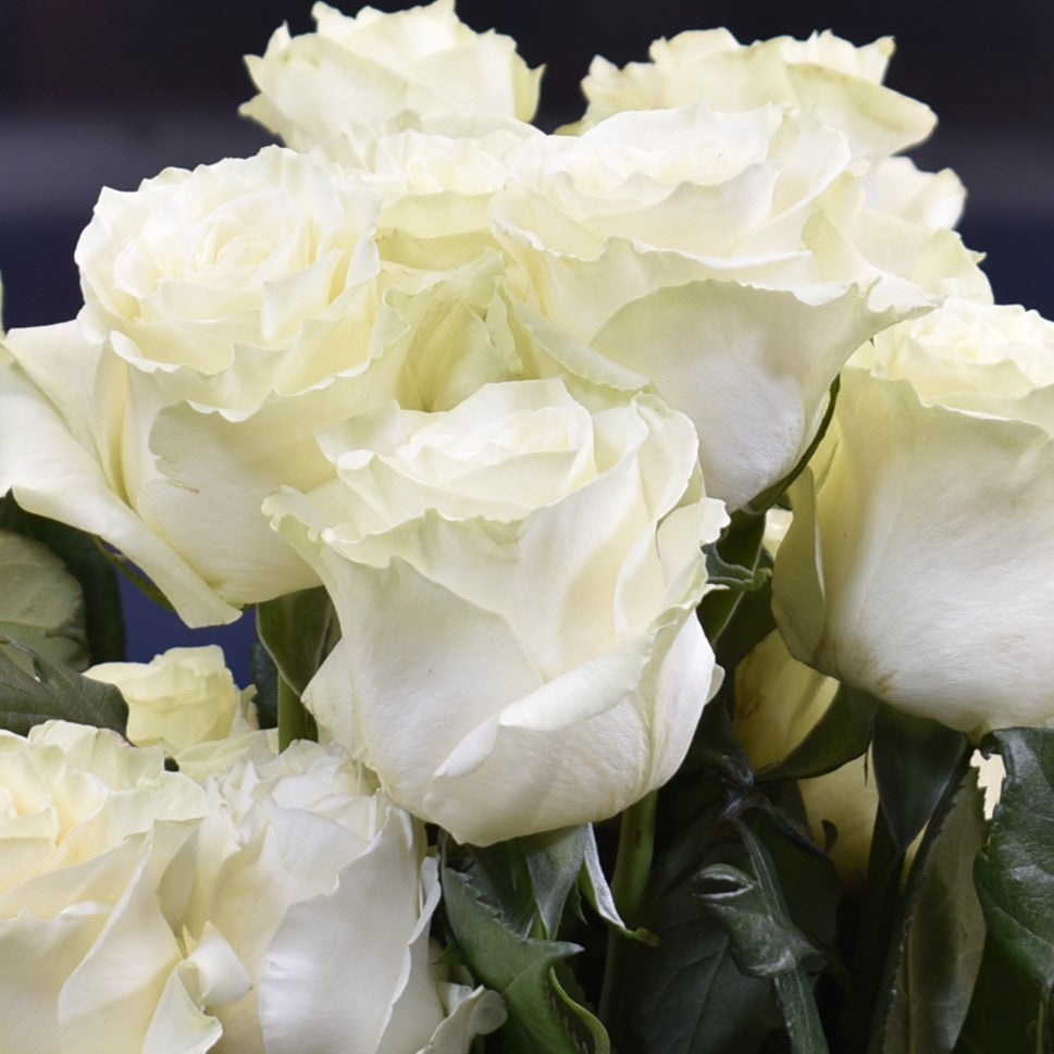 ROSE MONDIAL 