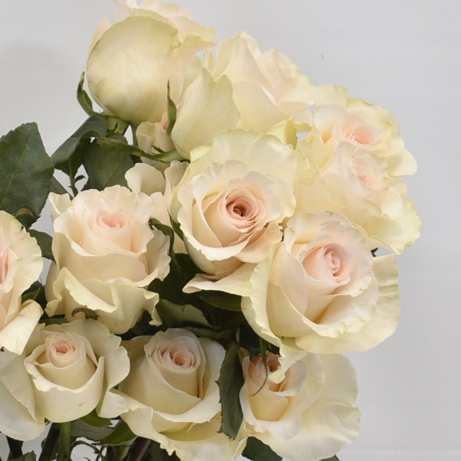 Rose Fancy Dreams 