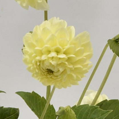 Dahlia Banana Baby 