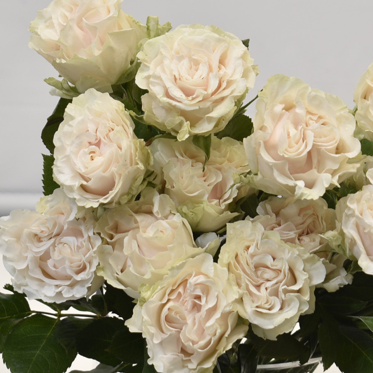 ROSE COTTON XPRESSION 