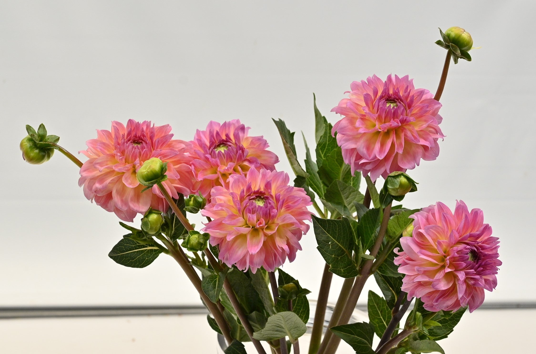 DAHLIA PEACH 