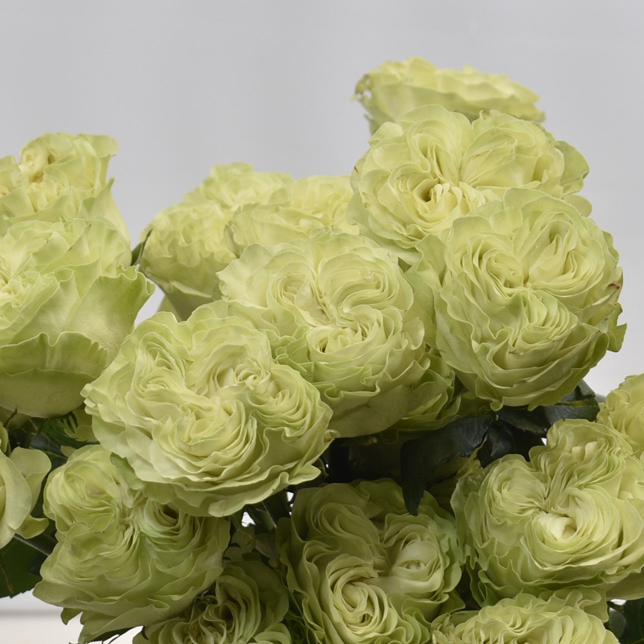 Rose Exotic Mint 