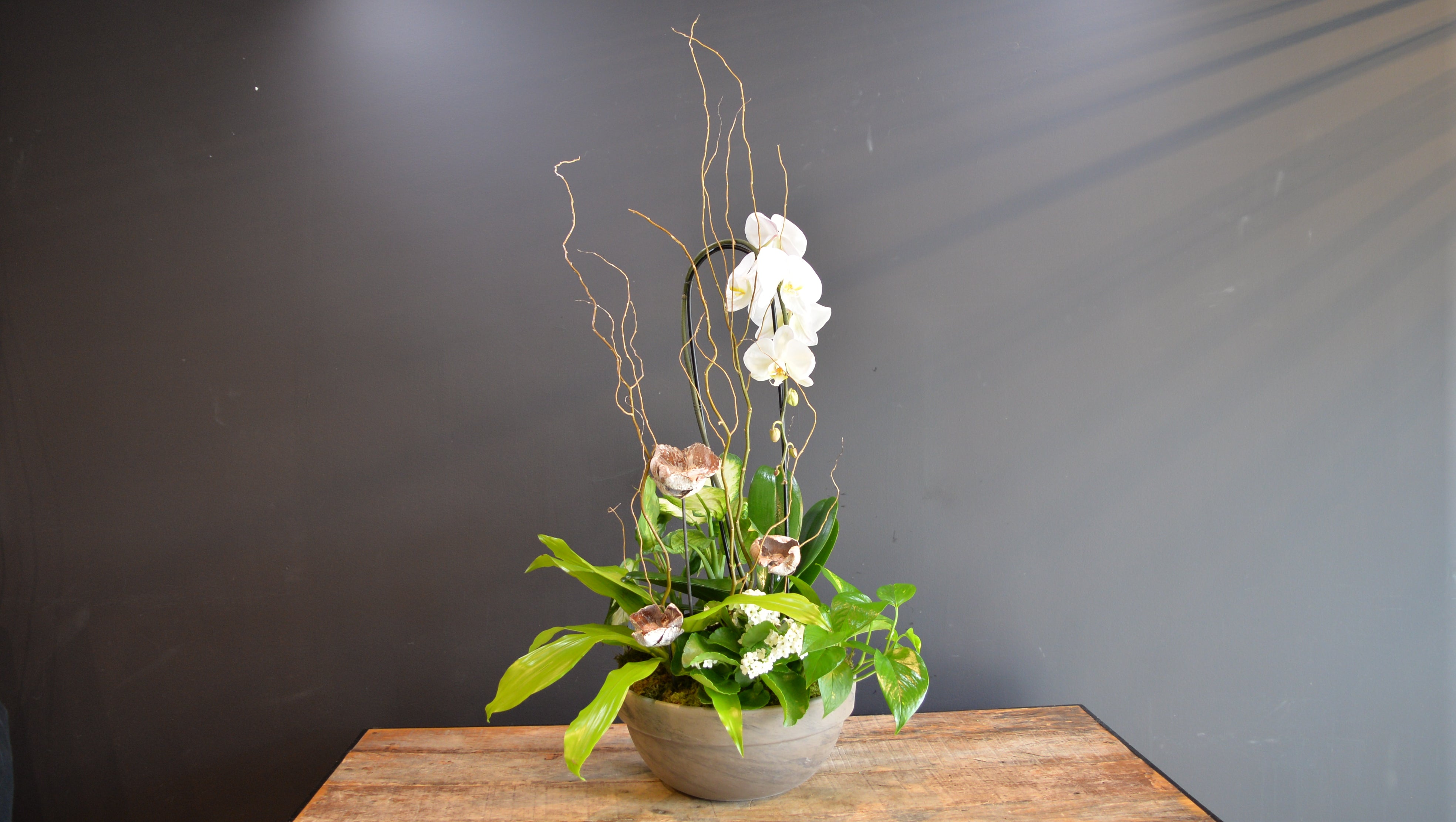 Grand Phalaenopsis Planter 
