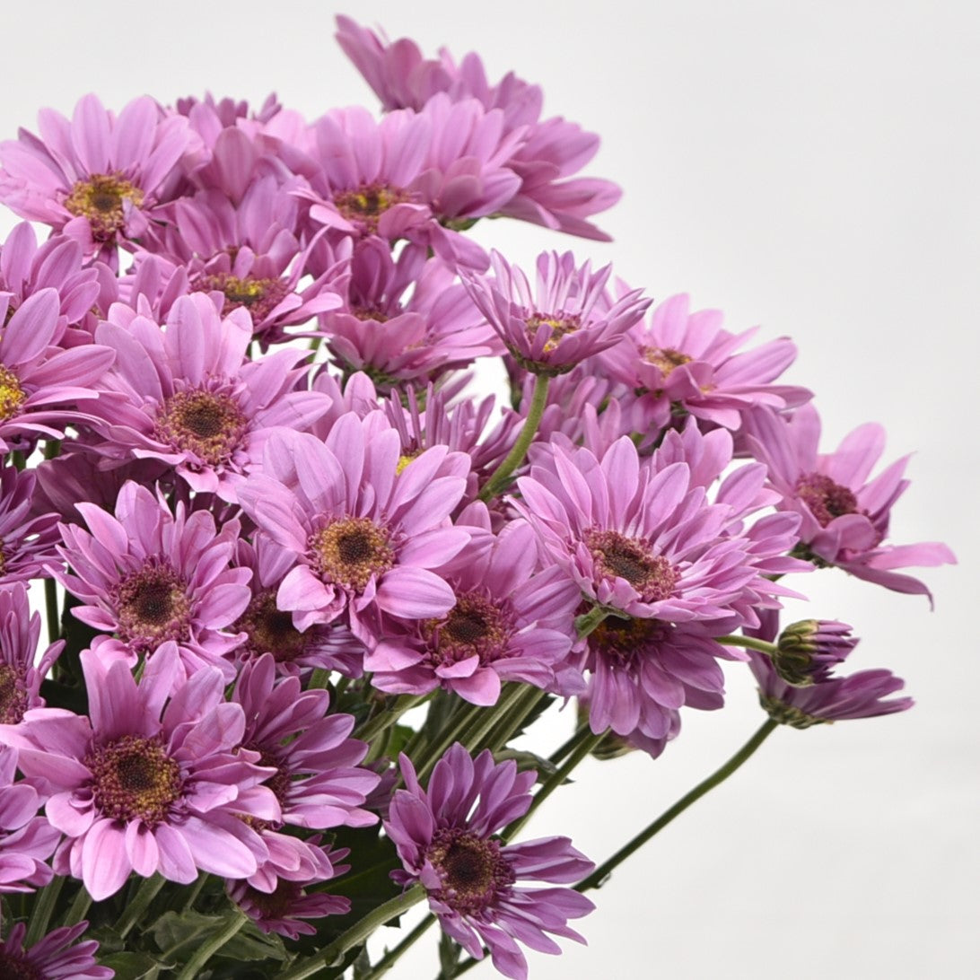 CHRYSANTHEMUM DARK AMAZE 