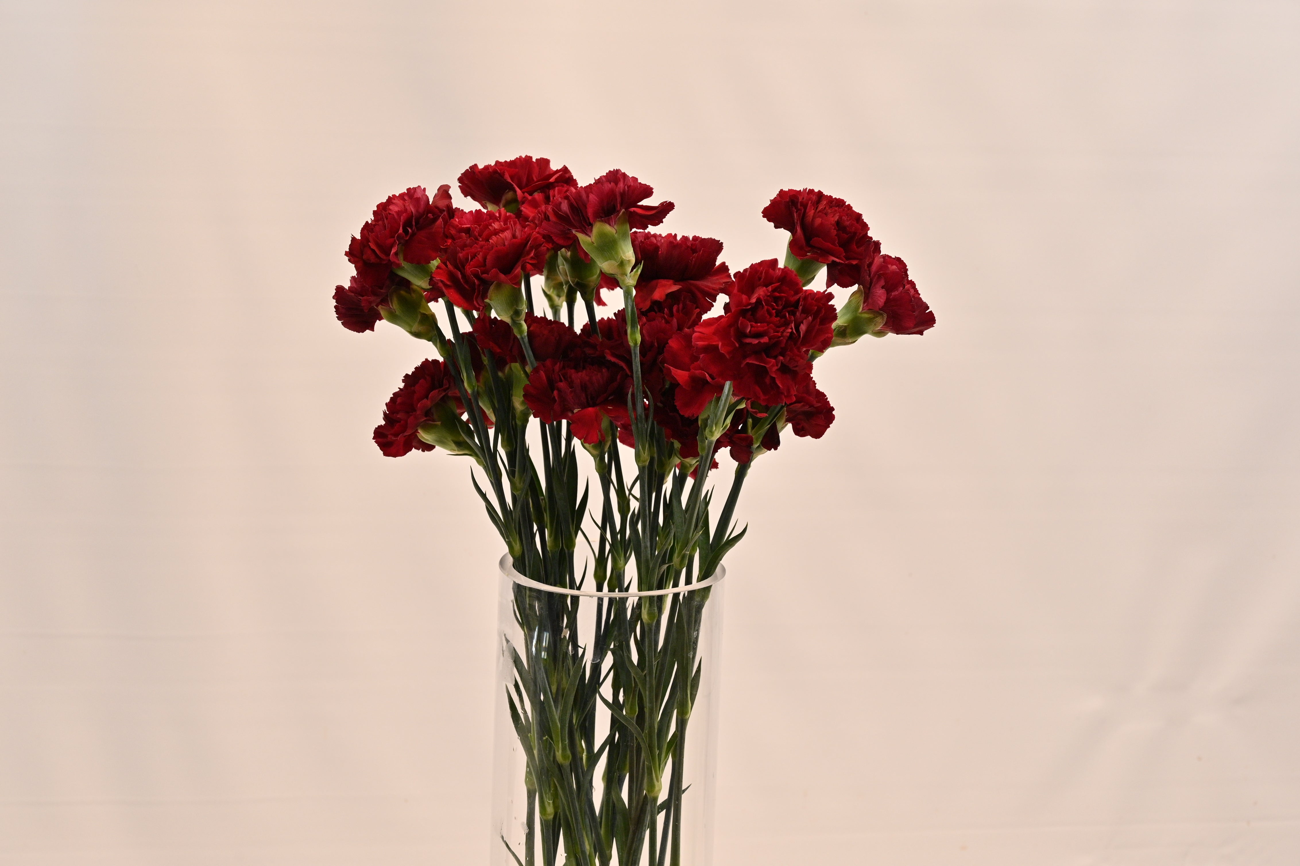 CARNATION BURGUNDY 