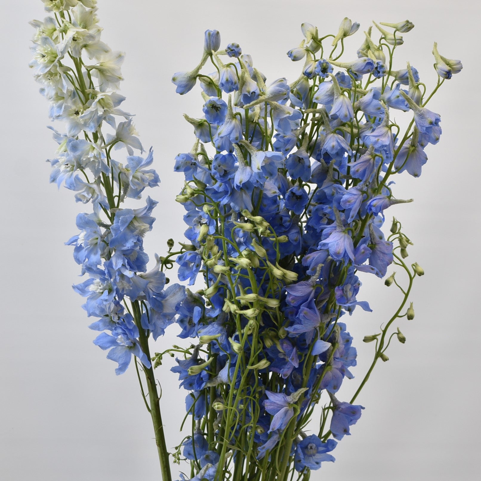 DELPHINIUM D. SKY BLUE 