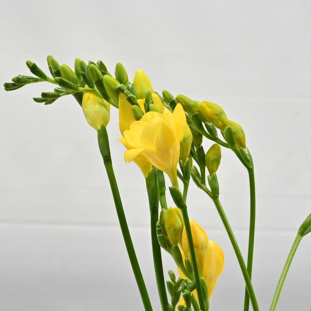 FREESIA YELLOW 