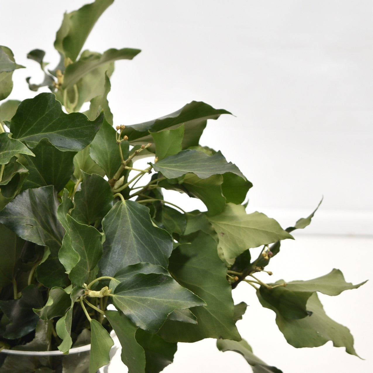 Hedera Helix Arborescens 500g 