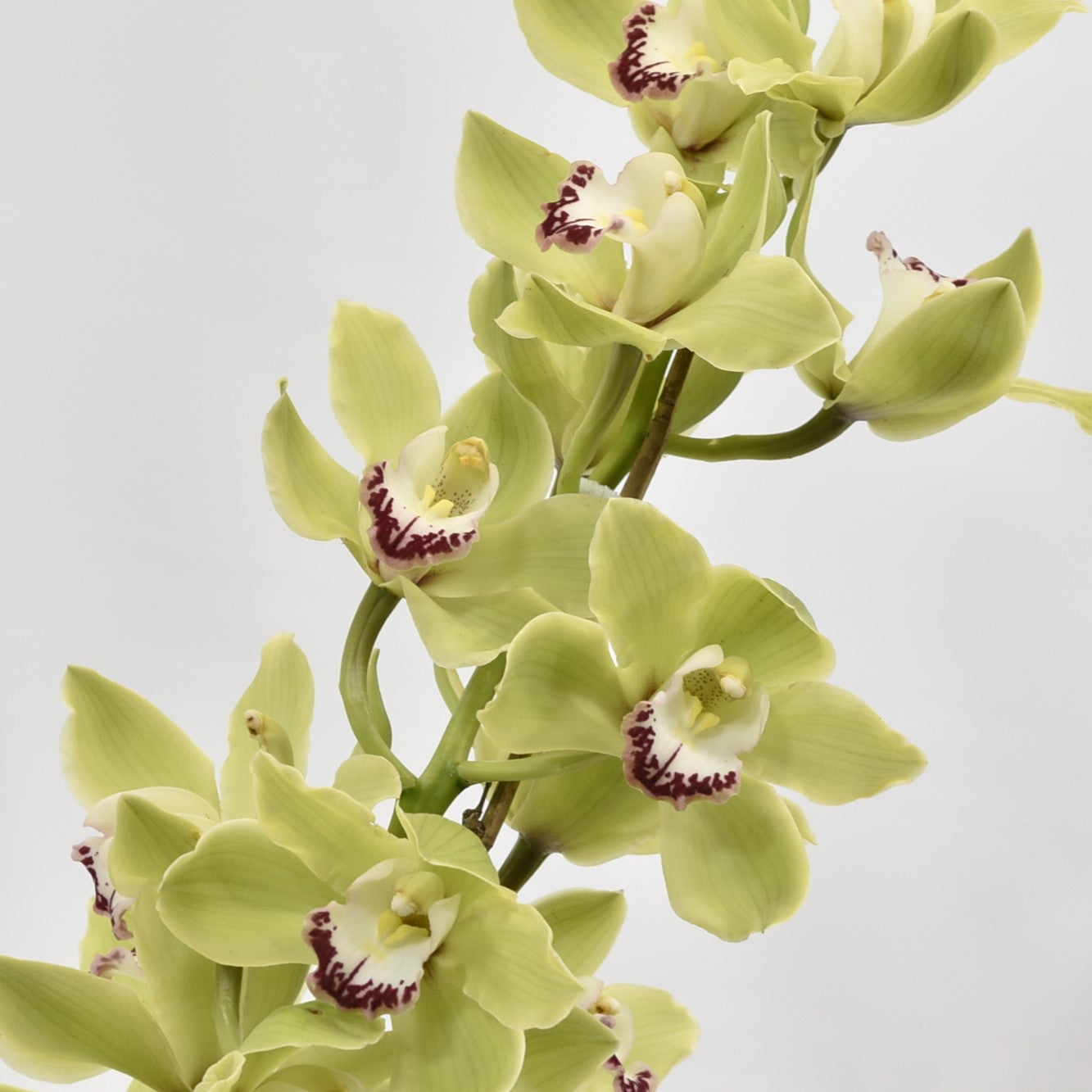 CYMBIDIUM GREEN PER BLOOM 