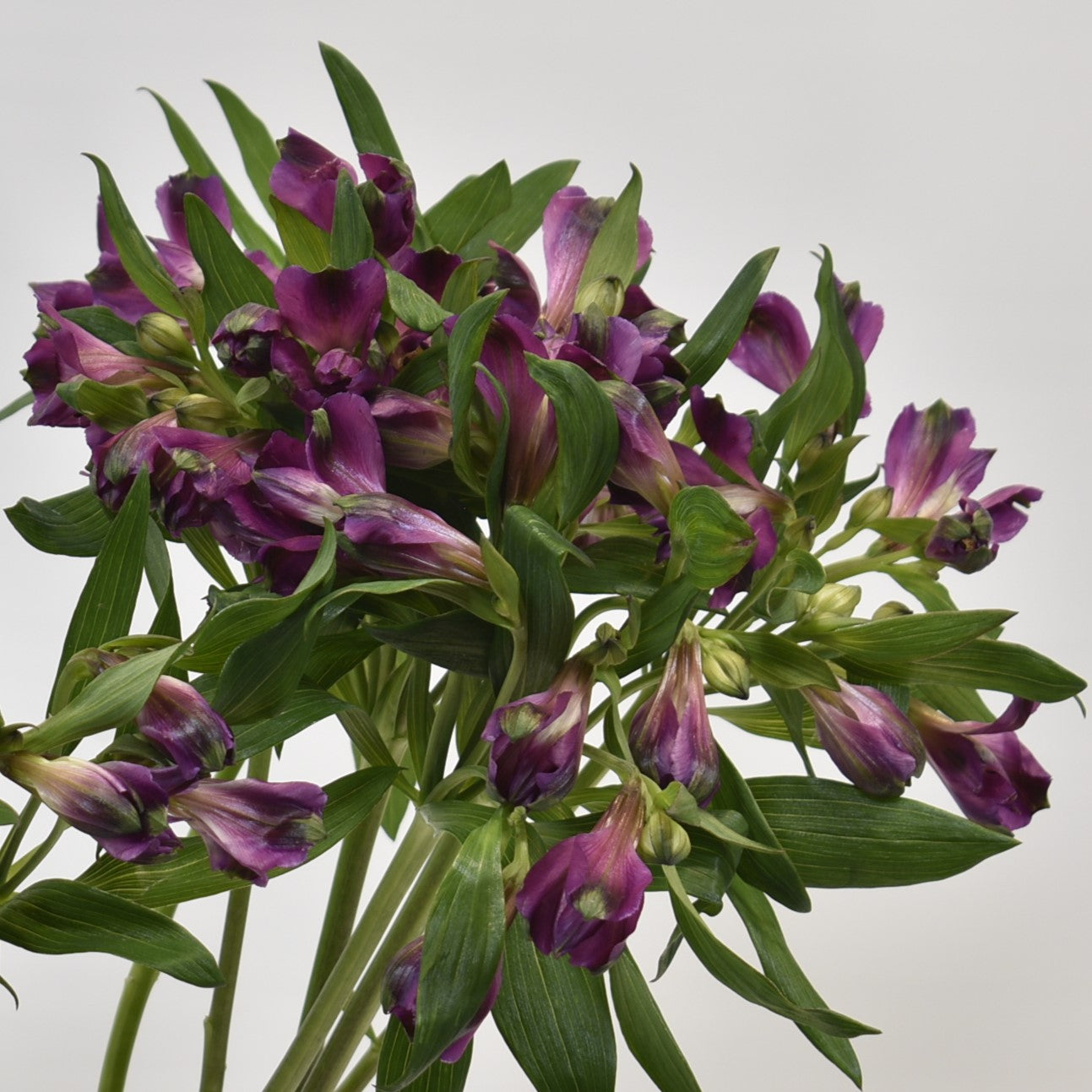 Alstroemeria Carline 