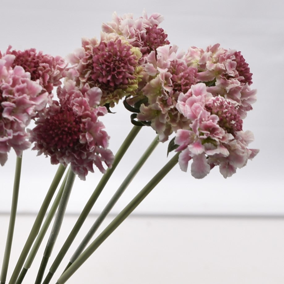 SCABIOSA CANDY SCOOP 