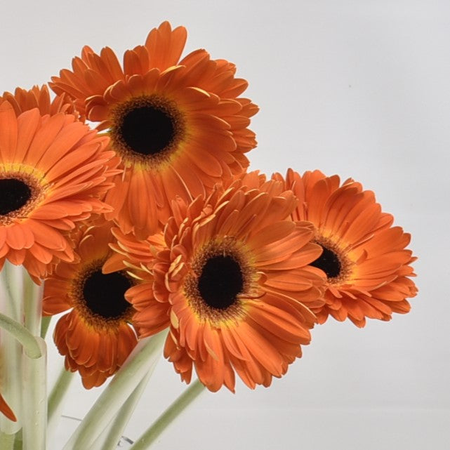GERBERA MEDINA 