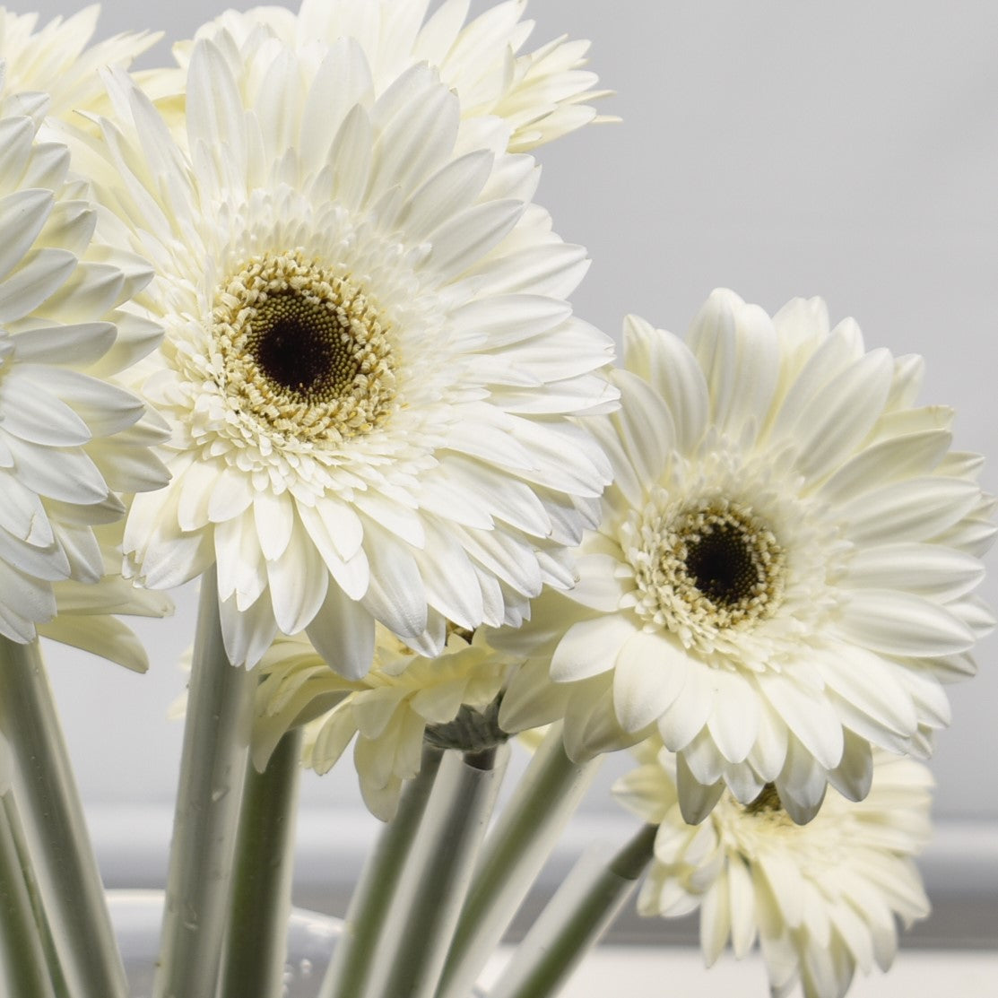 Gerbera Orca 