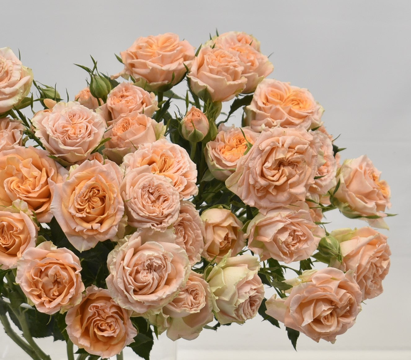Rose Spray Fibonacci Aureus 