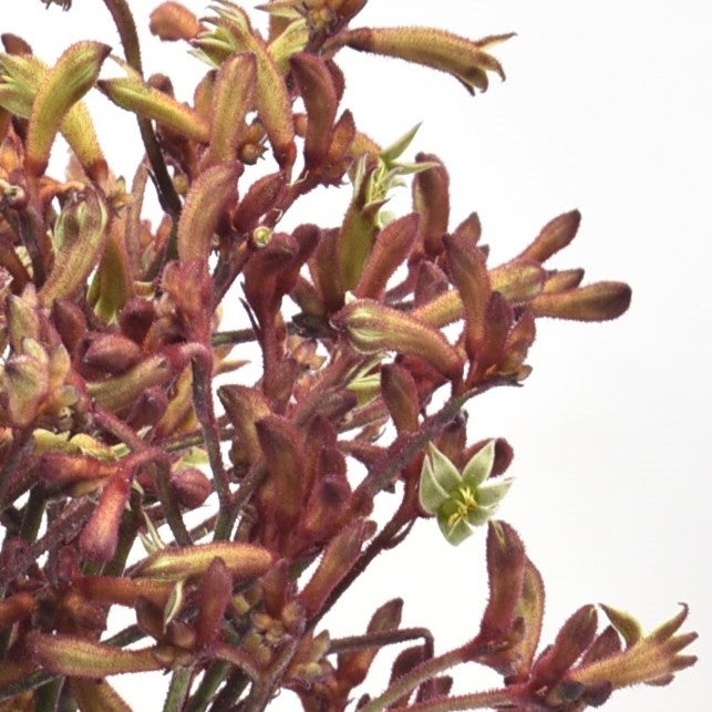 KANGAROO PAW BURGUNDY 