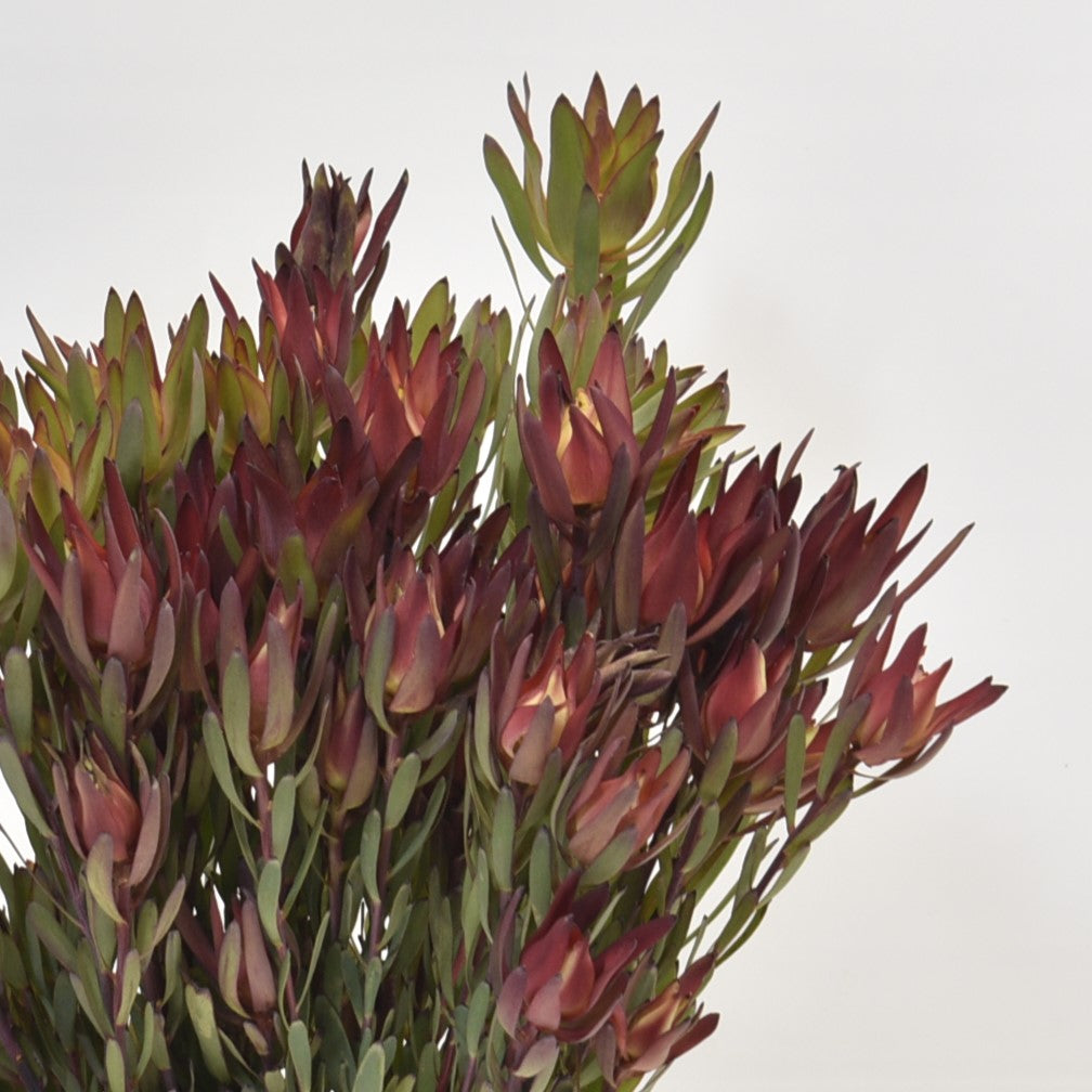 Leucadendron Safari  Spray Salignum 