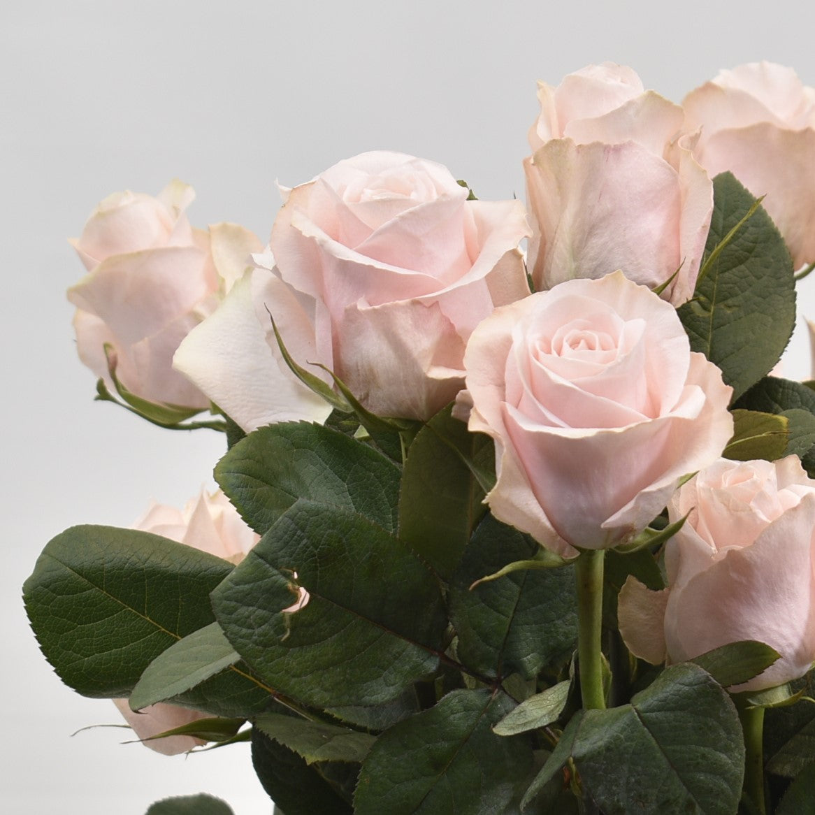 Rose Sweet Beat 