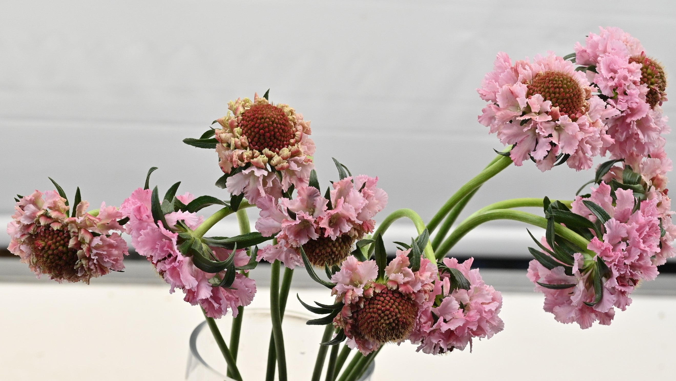 Scabiosa Popsicle Scoop 