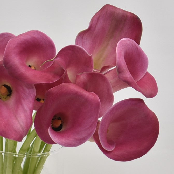 CALLA PINK 