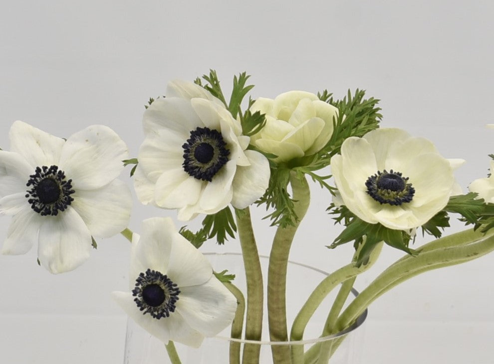 ANEMONE WHITE 
