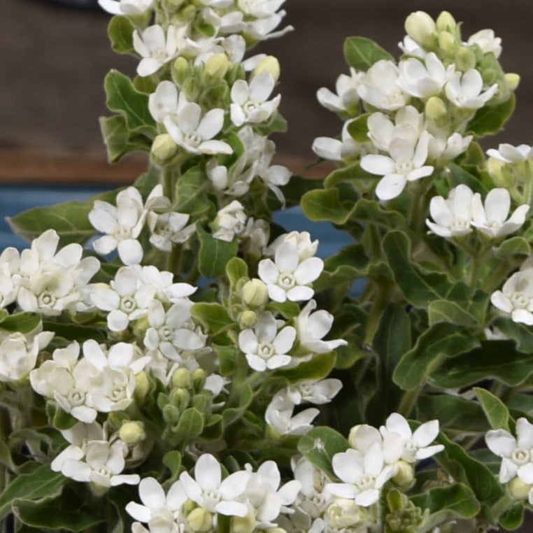 OXYPETALUM WHITE 