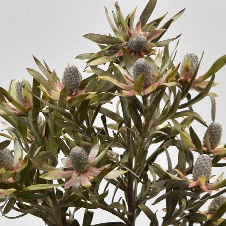 LEUCADENDRON AYOBA BLUSHED PEARL 