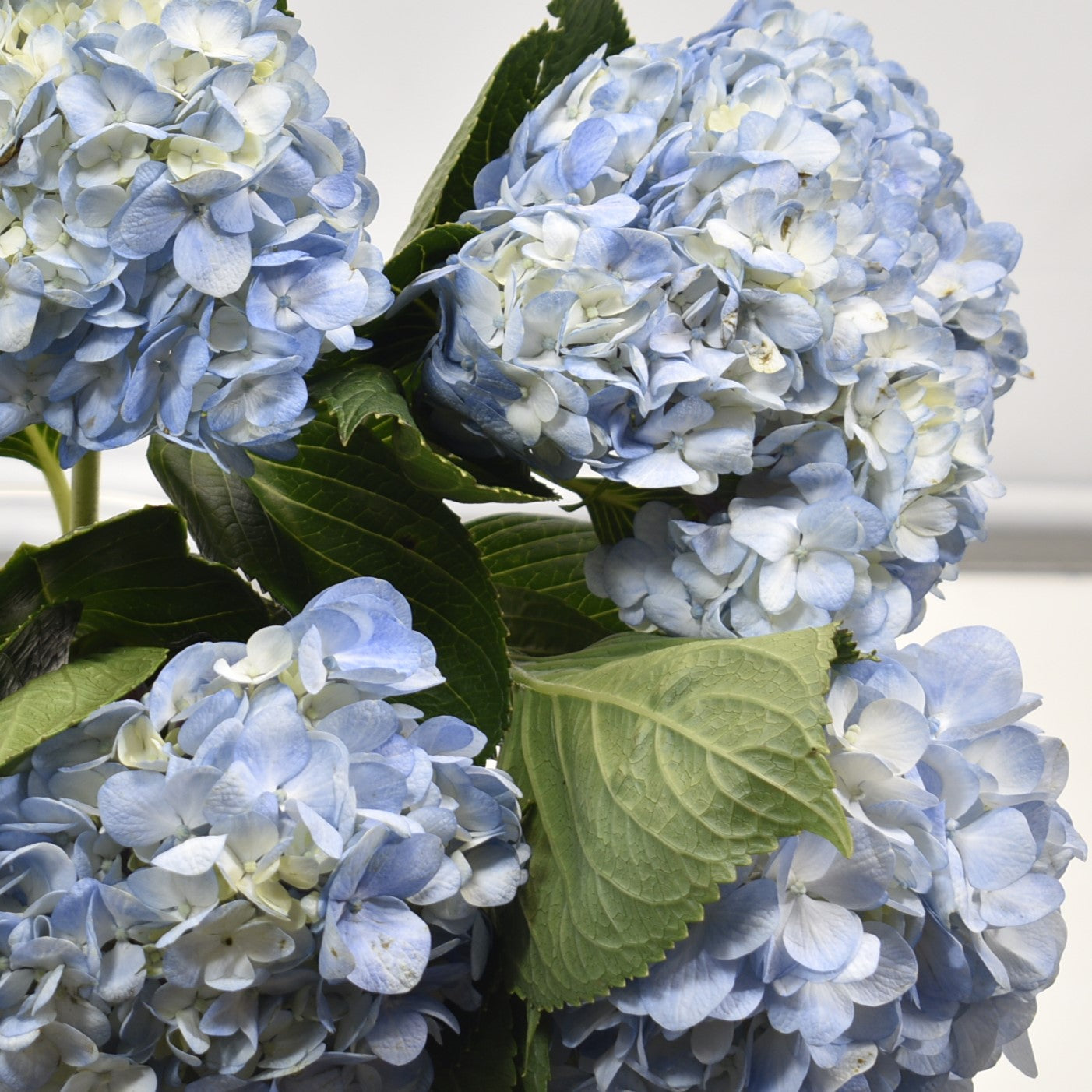 HYDRANGEA S. A. BLUE WHITE 
